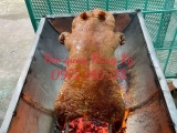 Heo Sữa Quay Cúng Rằm Tháng 7 - Ý Nghĩa, Cách Chọn Và Đặt Mua